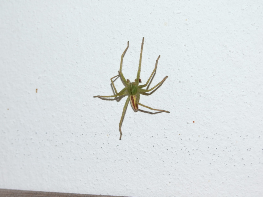 Micrommata virescens - hunyópók