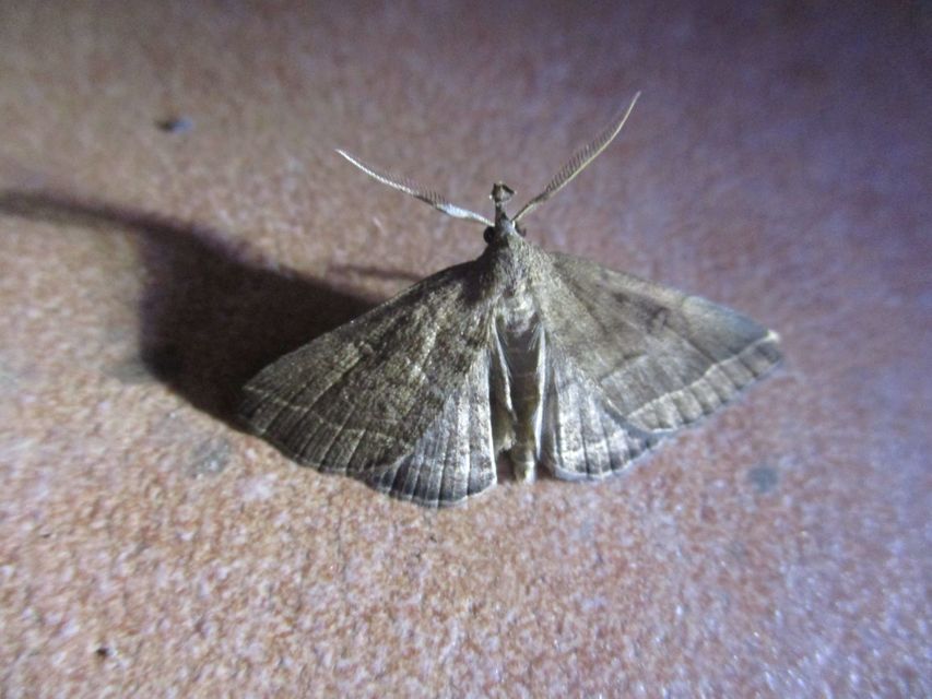 Pechipogo plumigeralis - tollascsápú karcsúbagoly