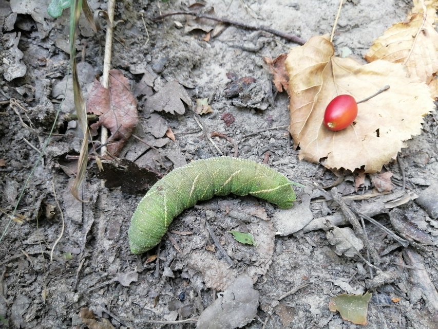 Marumba quercus - tölgyfaszender