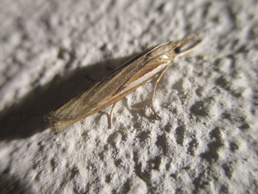 Agriphila