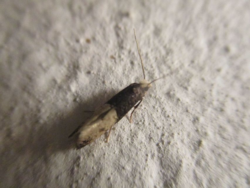 Trichophaga tapetzella - takácsmoly