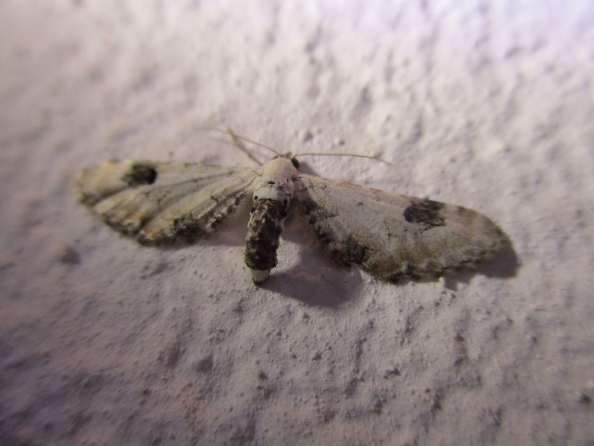 Eupithecia centaureata - búzavirág-törpearaszoló