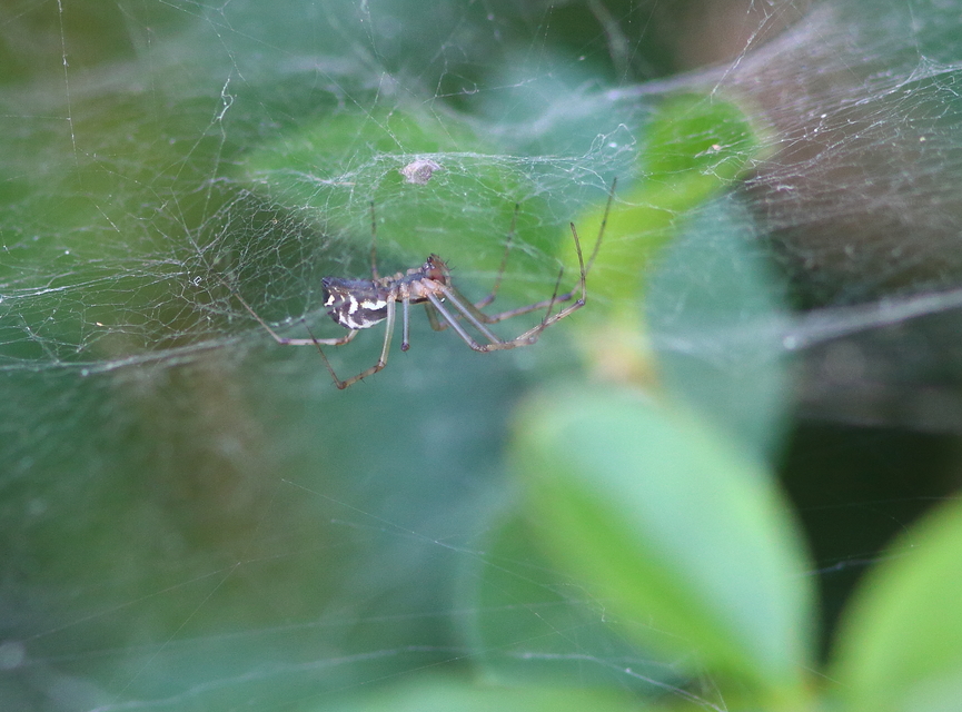 Linyphiidae - vitorláspókok