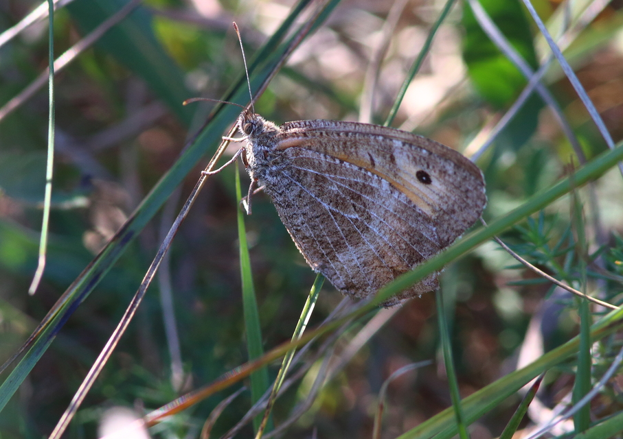 Arethusana arethusa - közönséges szemeslepke