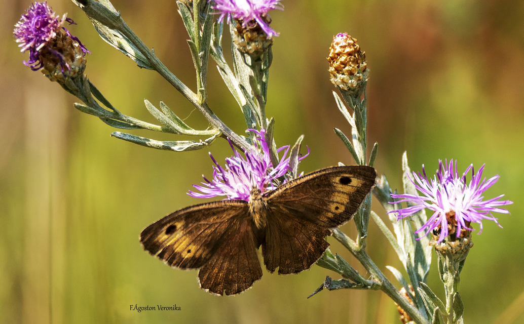 Arethusana arethusa - közönséges szemeslepke