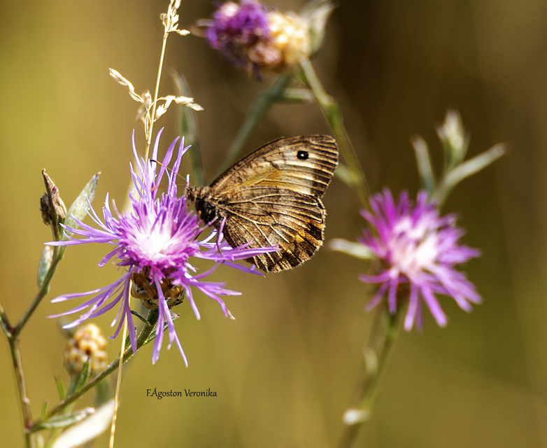 Arethusana arethusa - közönséges szemeslepke