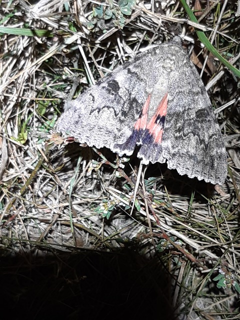 Catocala elocata - közönséges övesbagoly