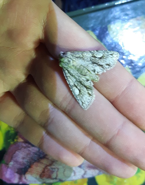 Meganephria bimaculosa - kétfoltos szilbagoly
