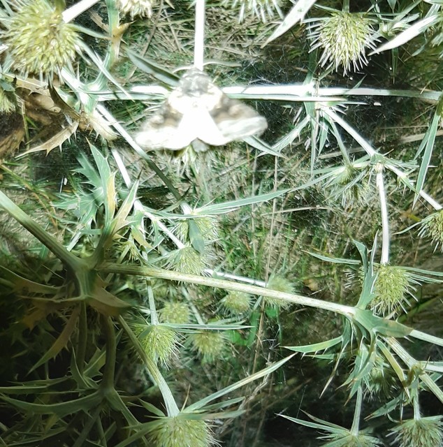 Cleoceris scoriacea - szürke liliombagoly