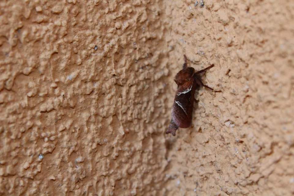 Triodia sylvina - kis gyökérrágólepke
