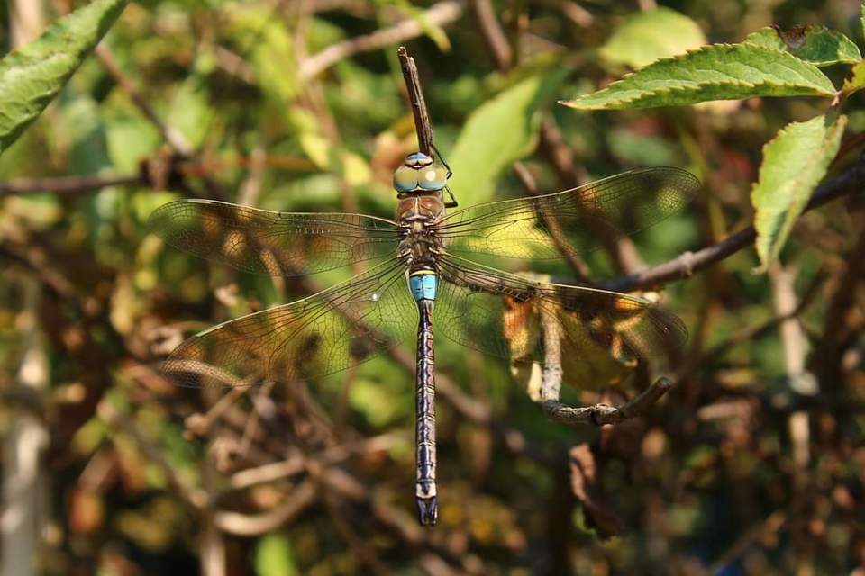 Anax parthenope - barna óriásacsa