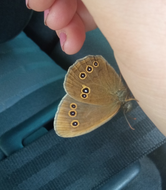 Aphantopus hyperanthus - közönséges ökörszemlepke