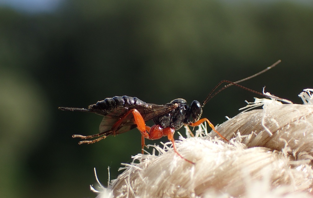 Hymenoptera - Hártyásszárnyúak