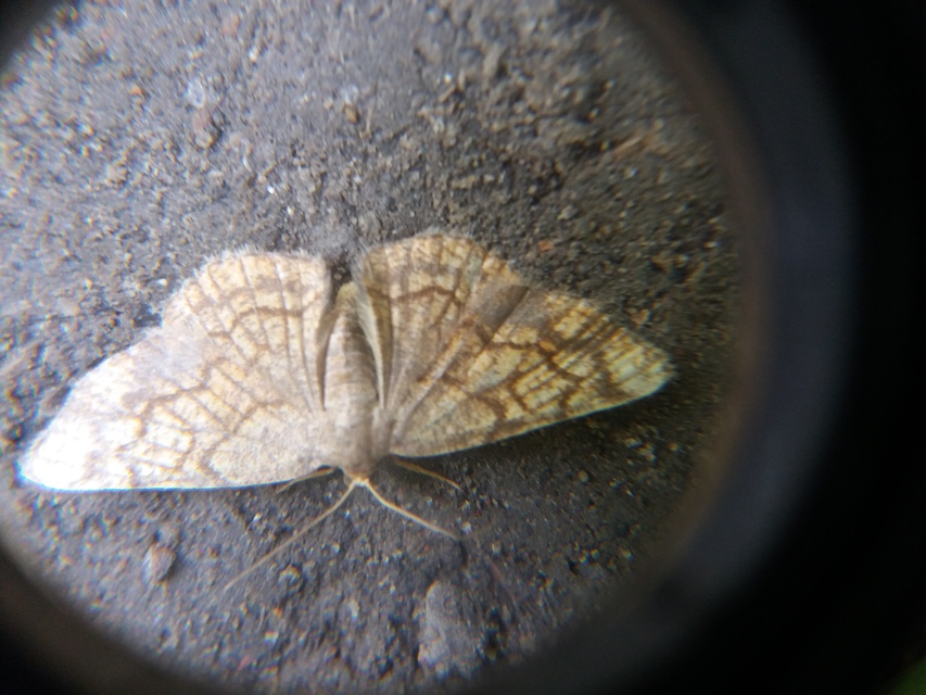 Stegania dilectaria - fehérnyár-araszoló