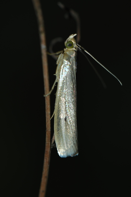 Selagia argyrella - ezüstös karcsúmoly