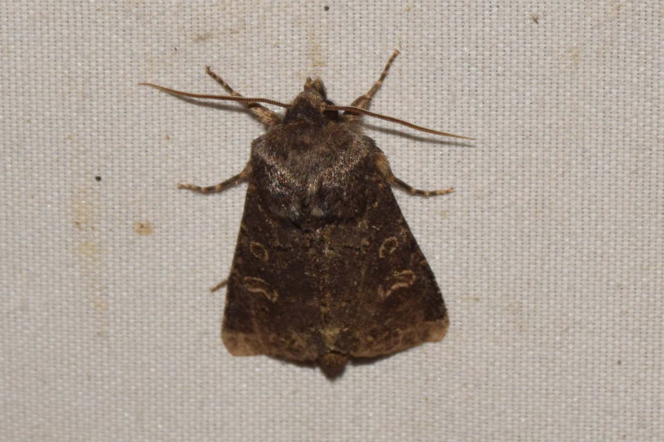 Tholera cespitis - sötét fésűsbagoly