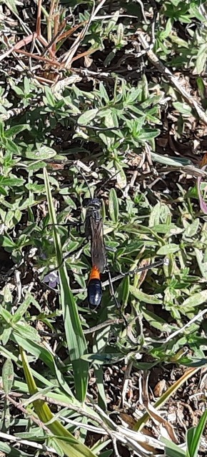 Ammophila