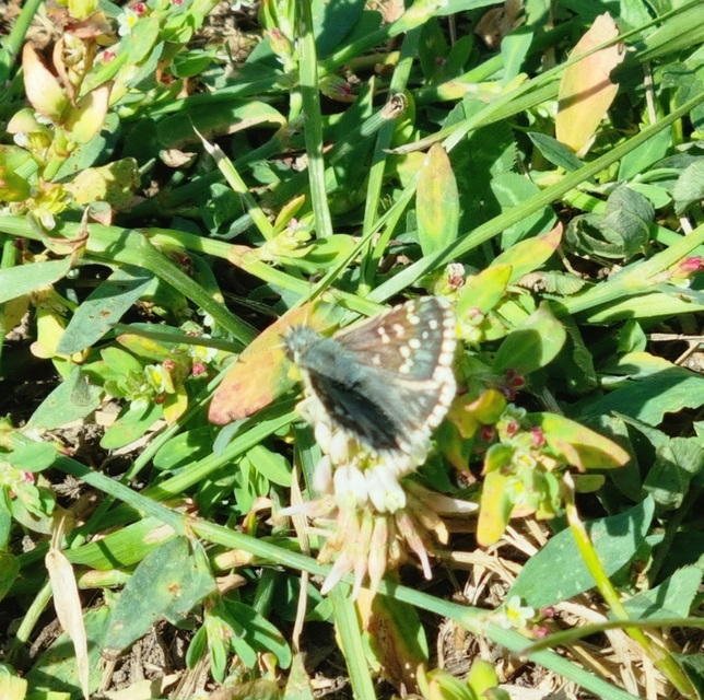 Pyrgus armoricanus - feles busalepke
