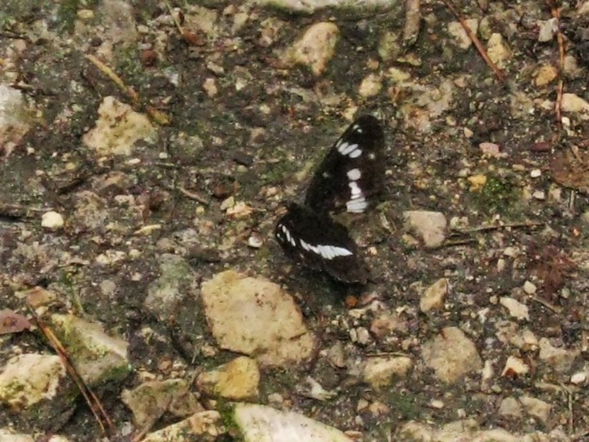 Limenitis camilla - kis lonclepke