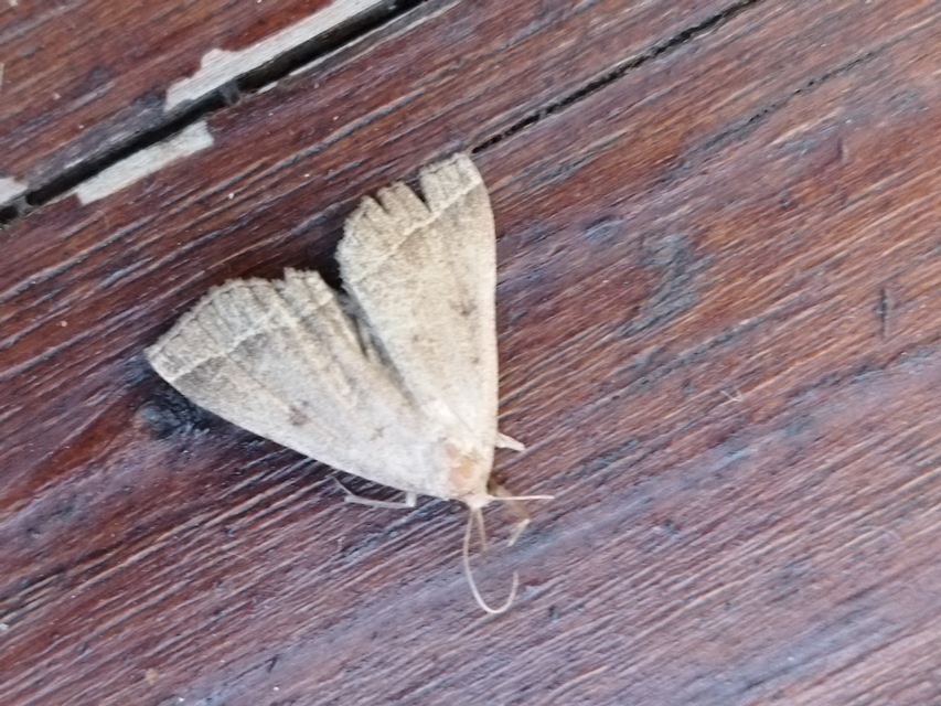 Pechipogo plumigeralis - tollascsápú karcsúbagoly