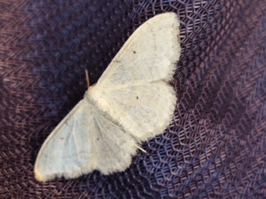 Idaea straminata - szalmasárga sávosaraszoló