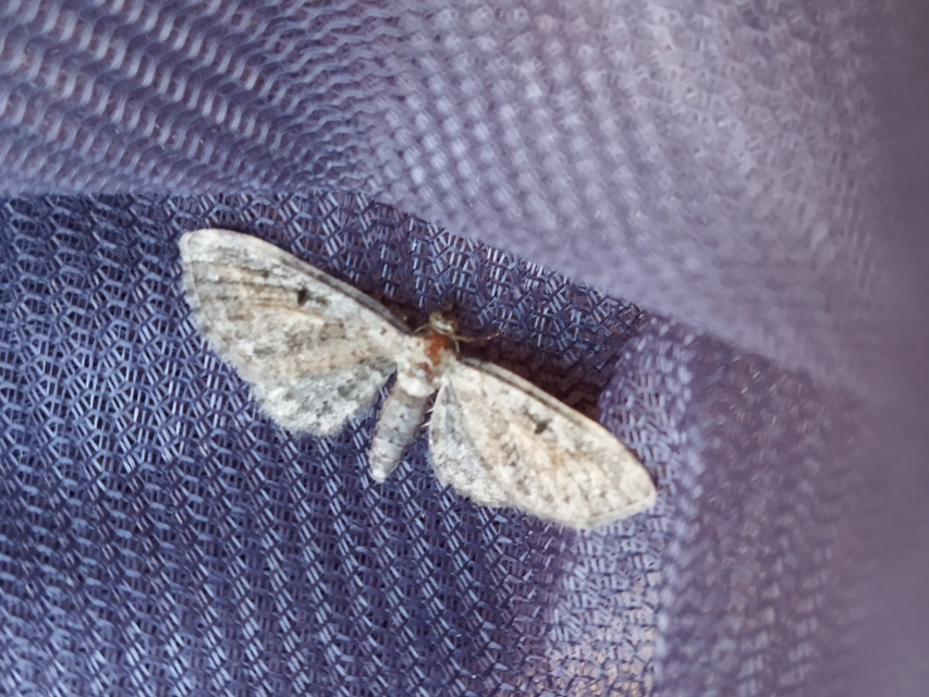 Eupithecia icterata - rozsdafoltos törpearaszoló