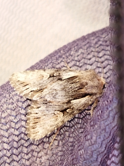 Chloantha hyperici - orbáncfű-sugarasbagoly