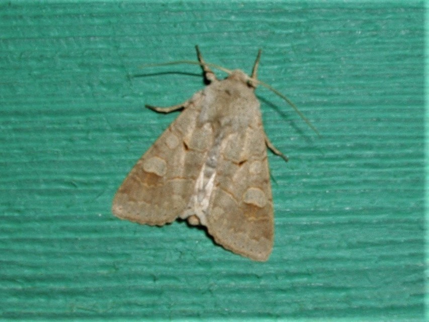 Ammoconia caecimacula - szürke őszibagoly