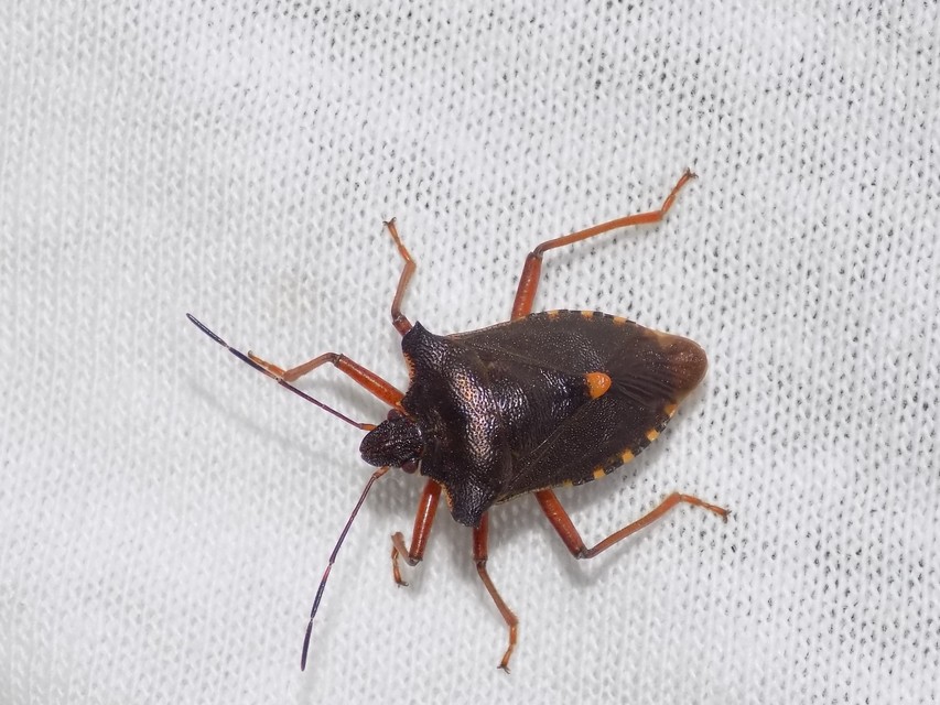 Pentatoma rufipes - vöröslábú címerespoloska Pentatoma rufipes - vöröslábú címerespoloska