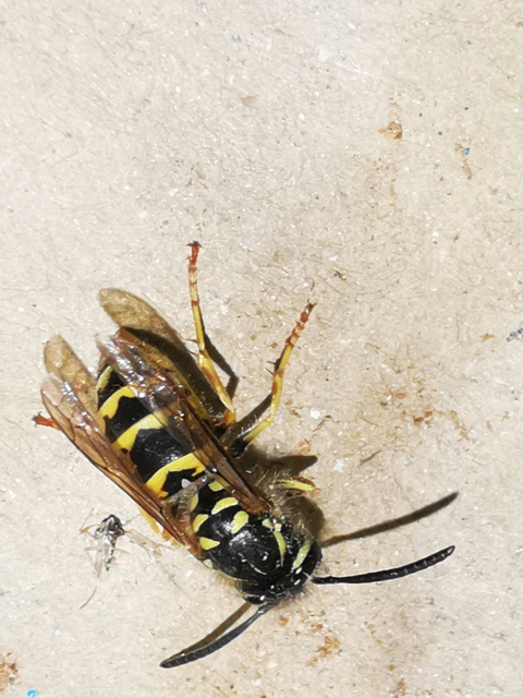 Vespula germanica - német darázs