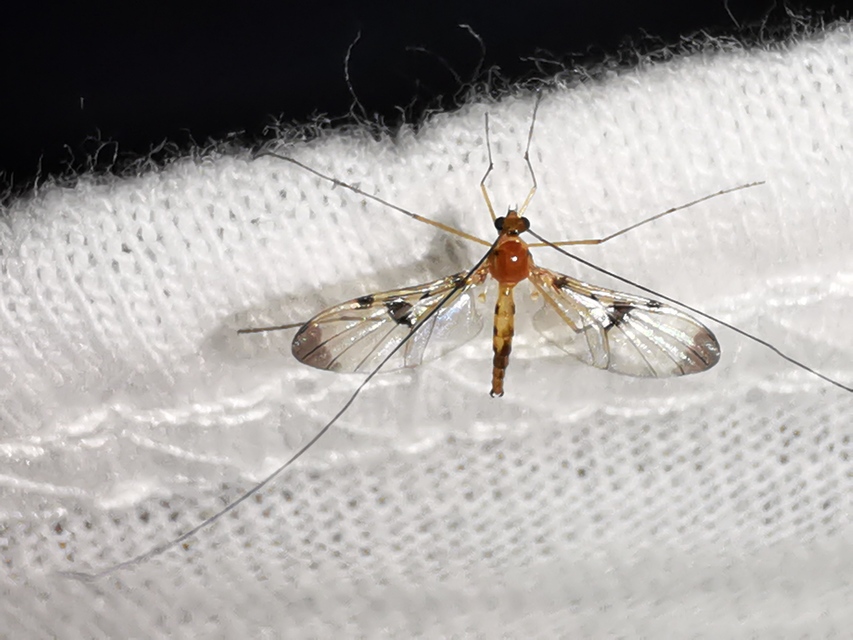 Macrocera