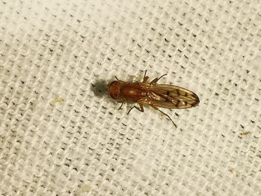Opomyza florum