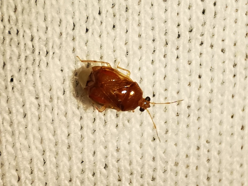 Deraeocoris lutescens - sárgás mezeipoloska