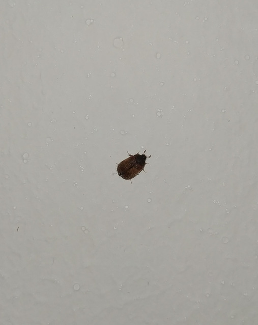 Attagenus smirnovi - afrikai szűcsbogár