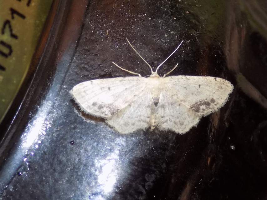 Idaea dimidiata - gyakori apróaraszoló