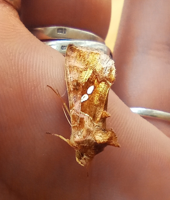 Chrysodeixis chalcites - déli aranybagoly