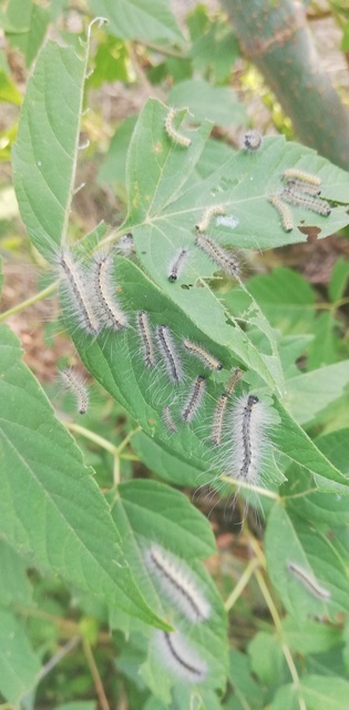 Hyphantria cunea - amerikai fehér medvelepke