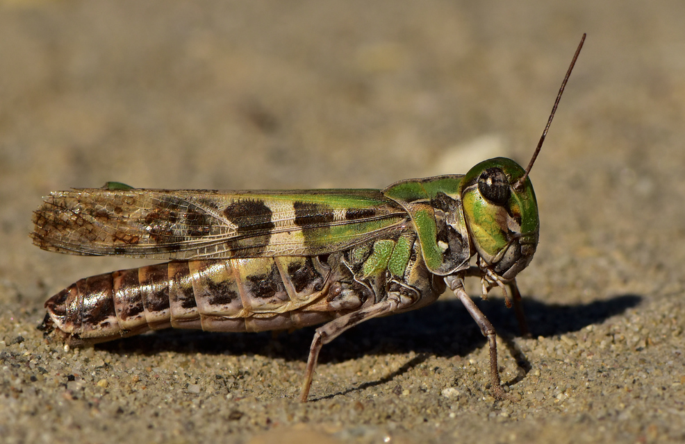 Oedaleus decorus - szalagos sáska