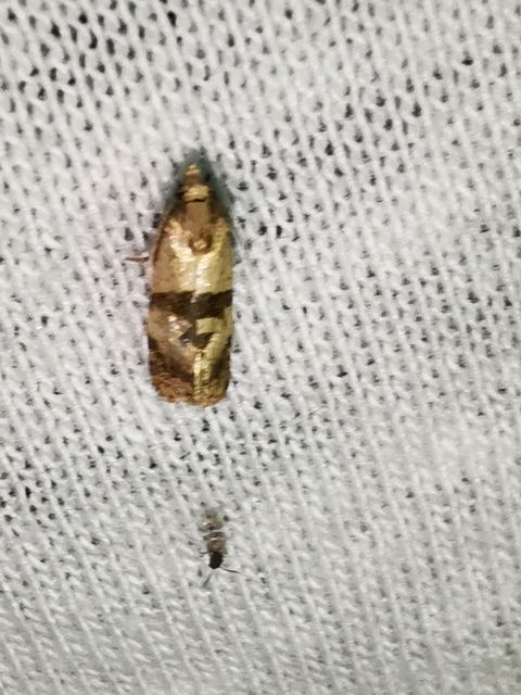 Phalonidia contractana - pipitér-fúrómoly