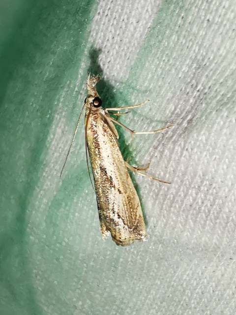 Agriphila geniculea - parlagi fűgyökérmoly