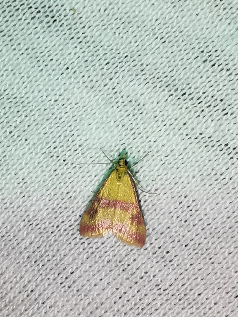 Pyrausta sanguinalis/virginalis