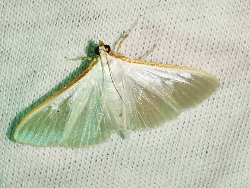 Palpita vitrealis - hófehér tűzmoly