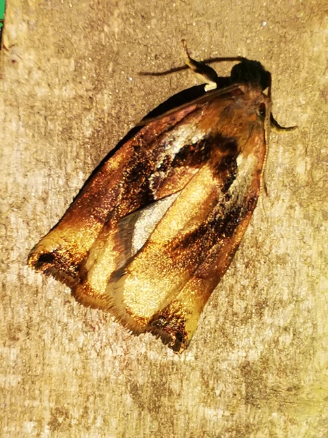Archips podana - dudvarágó sodrómoly