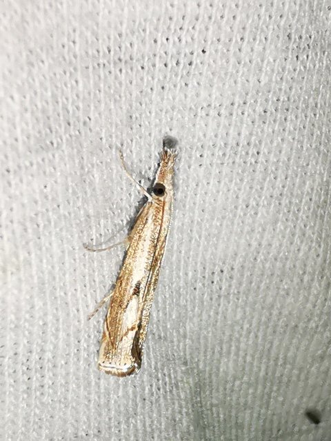 Agriphila