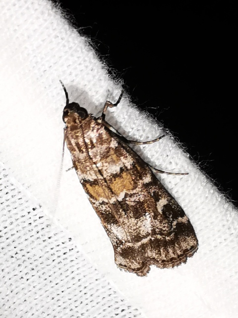 Dioryctria