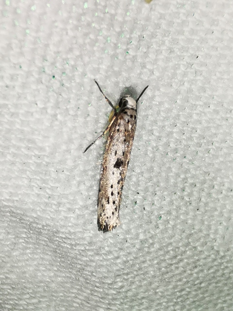 Yponomeuta plumbella - pókhálós bengemoly