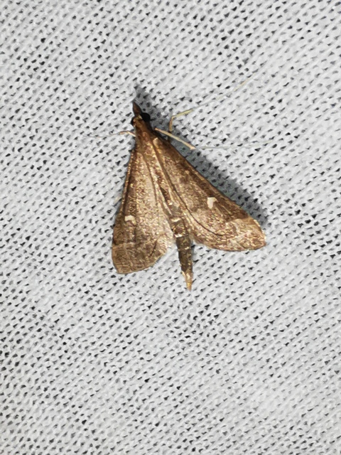 Dolicharthria punctalis - hosszúlábú tűzmoly