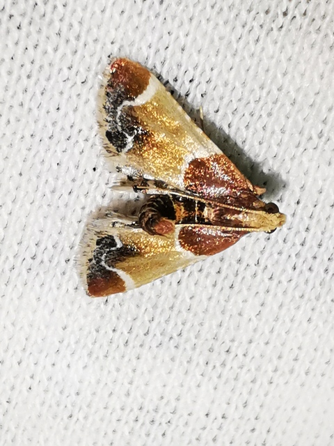 Pyralis farinalis - lisztilonca