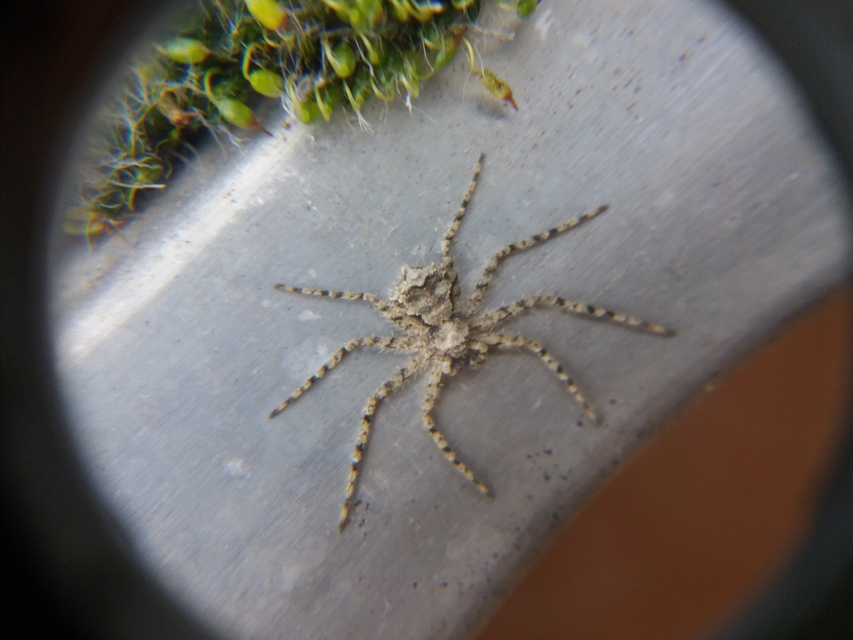 Philodromus poecilus - cifra karolópók
