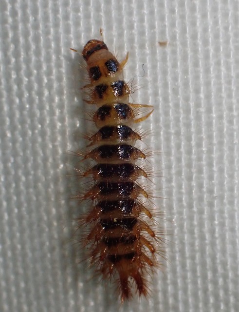 Drilus concolor - fekete csigabogár